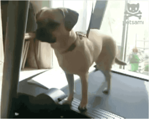 Hilarious-dog GIFs - Find & Share on GIPHY